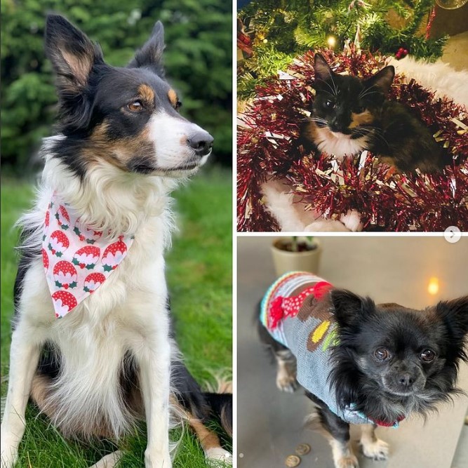 Happy Christmas Jumper Day from our pets here at CMA.